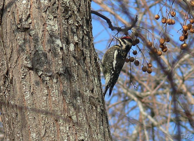 Yellow-bellied Sapsucker 011208 040